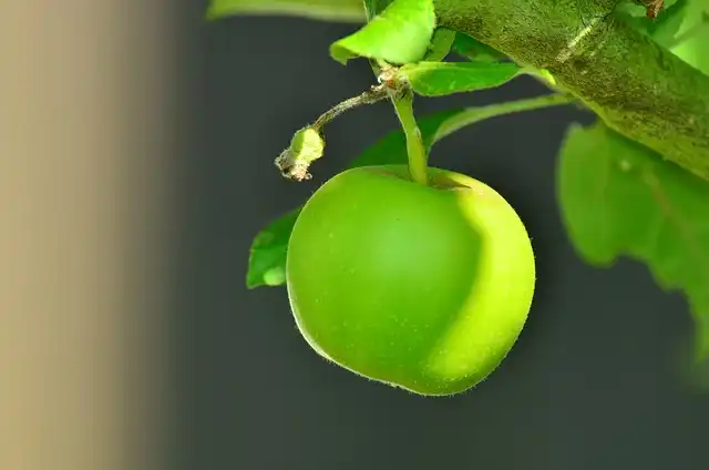 I’m an apple farmer — how the wax on your fruit really gets there, you shouldn’t be scared