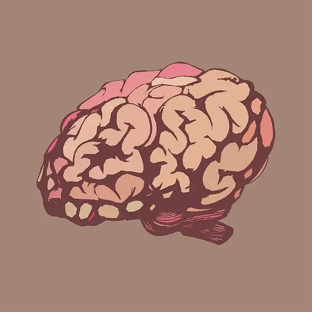 Brain Folds: Tertiary Sulci, Cognition, and Brain Interconnectivity