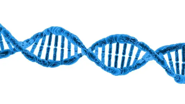DNA Mechanics: Cellular Environment & Strand Separation