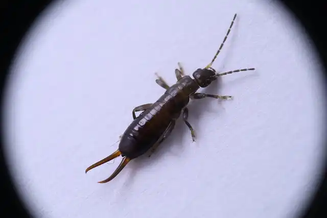 Earwig Evolution: Female Forceps & Sexual Selection
