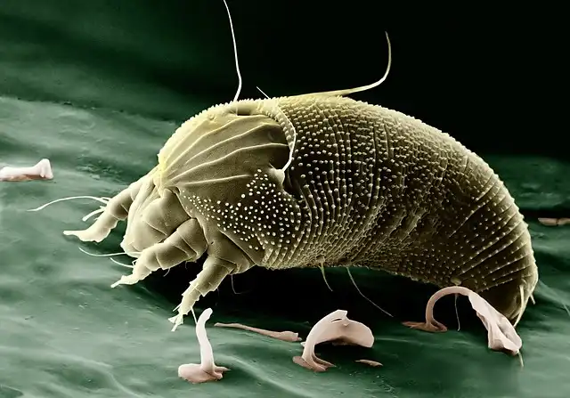 Cryorhodopsins: Cold-Adapted Proteins for Brain Tech & UV Sensing