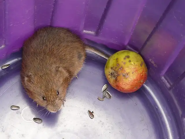 Oxytocin’s Role in Vole Social Bonds & Peer Relationships