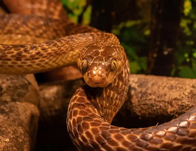 Skink’s Snake Venom Resistance: An Evolutionary Marvel