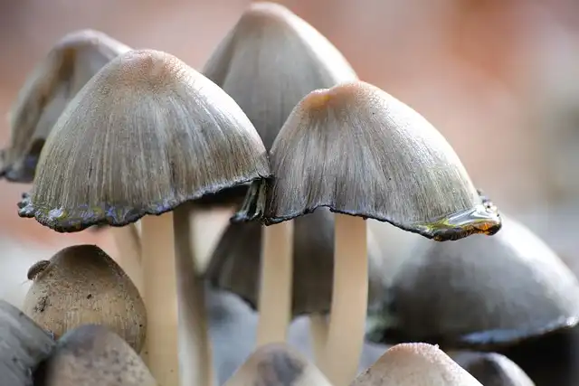 Psilocybin Production: Mushroom Enzymes & Biotech Potential