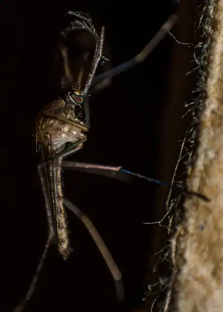 Chikungunya, Dengue, and Zika: Urbanization & Mosquito-Borne Diseases