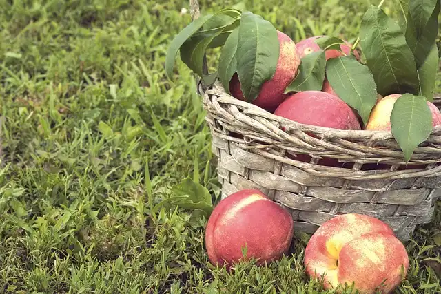 Always and Secret Launch ‘The Refresh Space’ at Coachella for Women