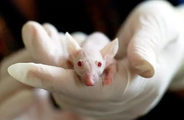 Sox9 Boosts Astrocytes to Clear Alzheimer’s Plaques & Preserve Brain Function