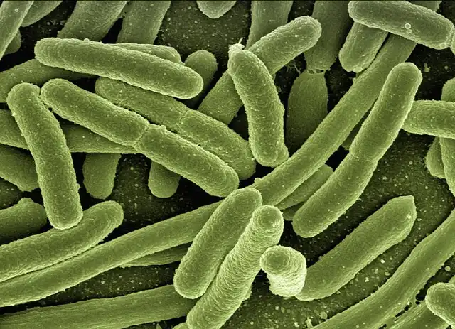 The Brain-Immune Axis: Rethinking Sickness & Integrated Defense