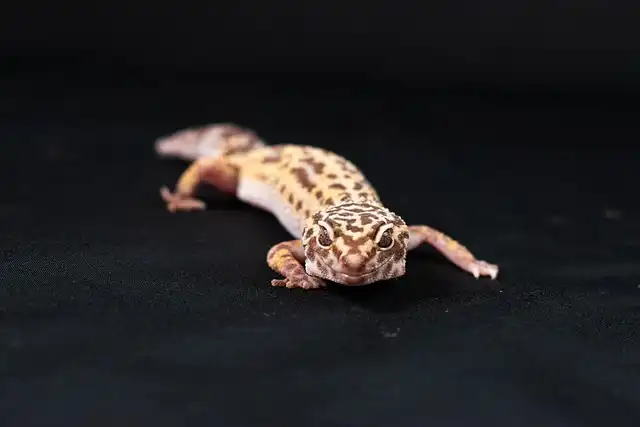 Leopard Gecko: A New Model for Cancer Research