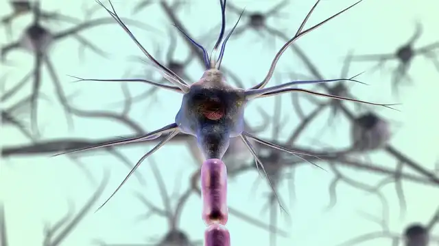 Adult Brain’s Surprising Self-Repair: Regenerative Astrocytes Rebuild Networks